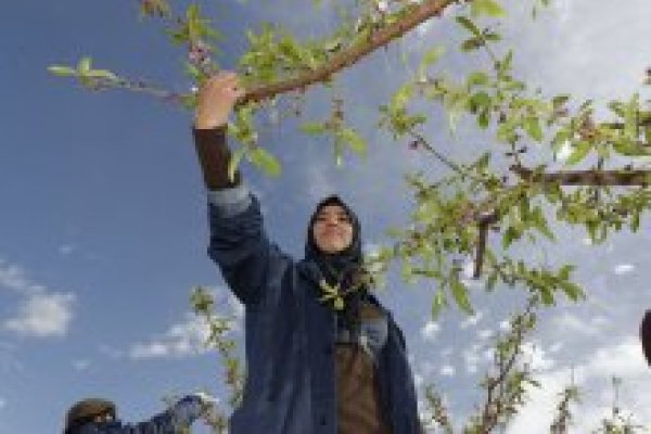 FAO Partnerships