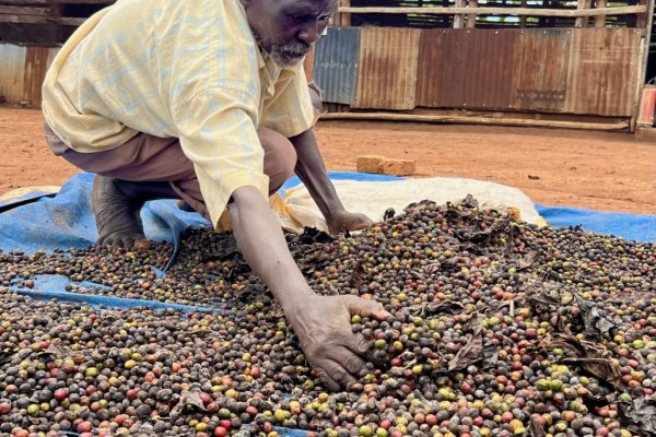 Man processing coffee beans
