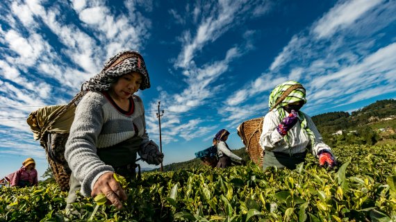 Labour Migration