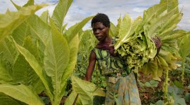 Cours en ligne sur la Formation pour le renforcement de l'autonomie économique des populations rurales (TREE)