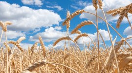 Promotion of Youth Employment in Fragile Settings