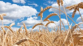 Promotion of Youth Employment in Fragile Settings