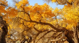Yellow autumn trees