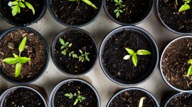 Gender Mainstreaming and Sustainable Development
