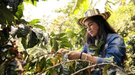 Decent Jobs for Rural Youth