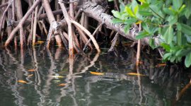 Generación de empleos a través de la contribución de la naturaleza para las personas y las soluciones basadas en la naturaleza