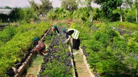 Designing public employment programmes (PEPs)