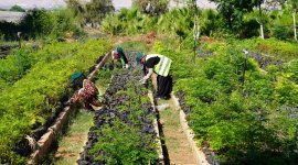 Designing public employment programmes (PEPs)