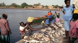 Sustainable and Inclusive Aquaculture Systems: Exploring Youth Opportunities in the Blue Economy