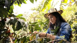 Decent Jobs for Rural Youth