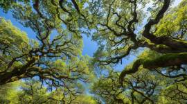 Fostering green business growth