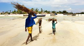 Criação de emprego através de serviços ecossistémicos