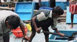 Detecting forced labour in commercial fishing