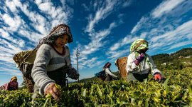 Women harvesting in a field
