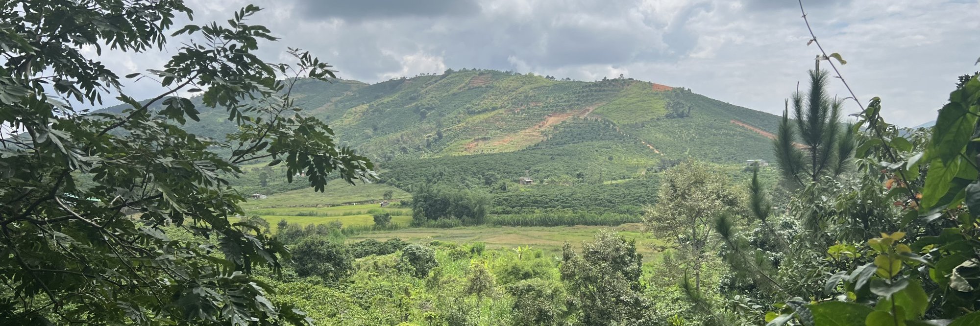 A coffee field