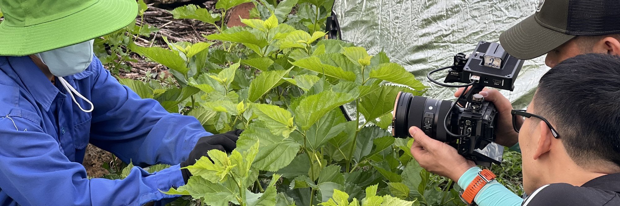 People filming a coffee field