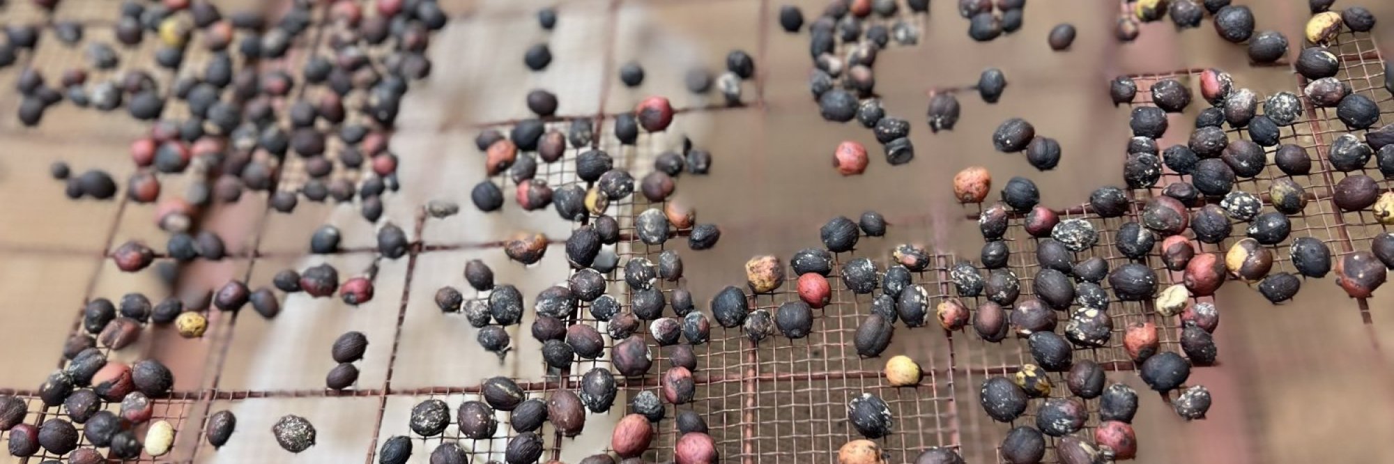 processing coffee
