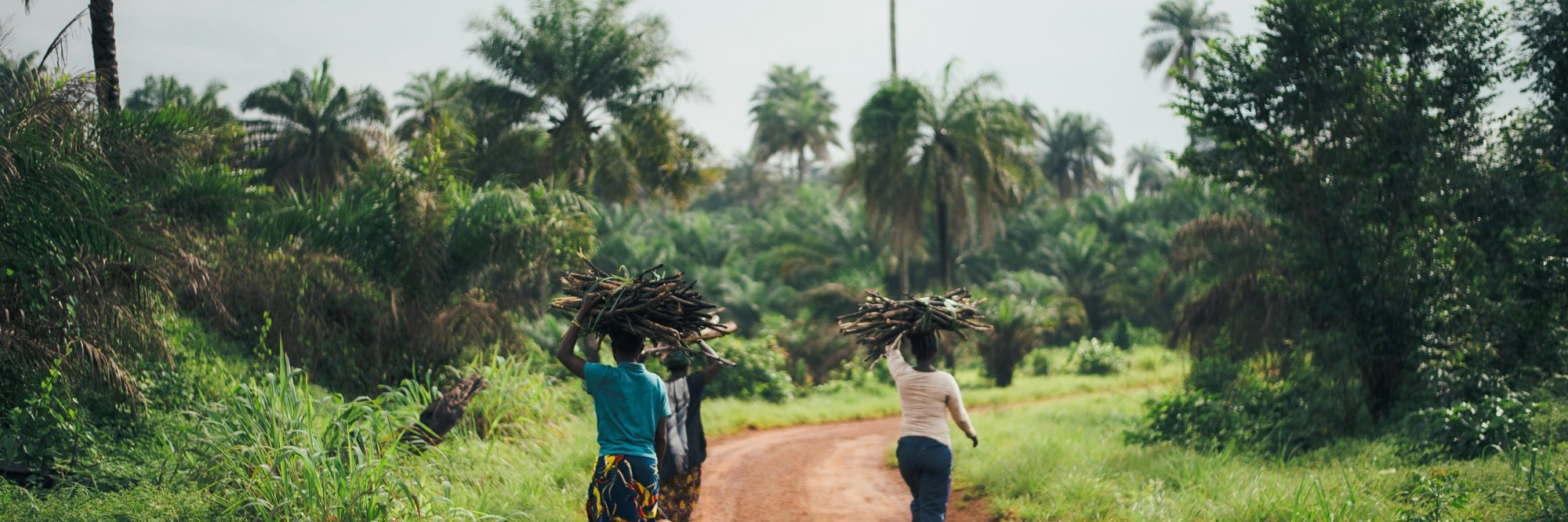 Three people walk along a red road lined with lush tropical vegetation and palm trees, carrying bundles of firewood on their heads.