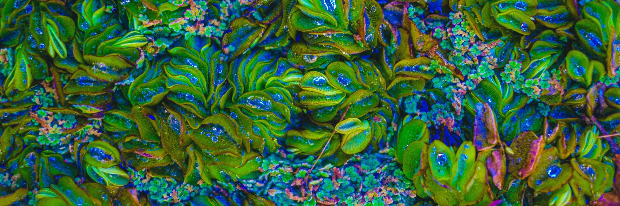 Transición justa: avanzando hacía economías y sociedades sostenibles