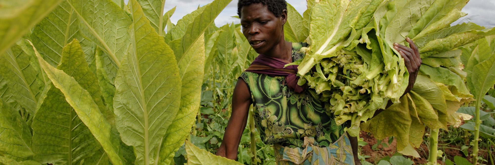 Cours en ligne sur la Formation pour le renforcement de l'autonomie économique des populations rurales (TREE)