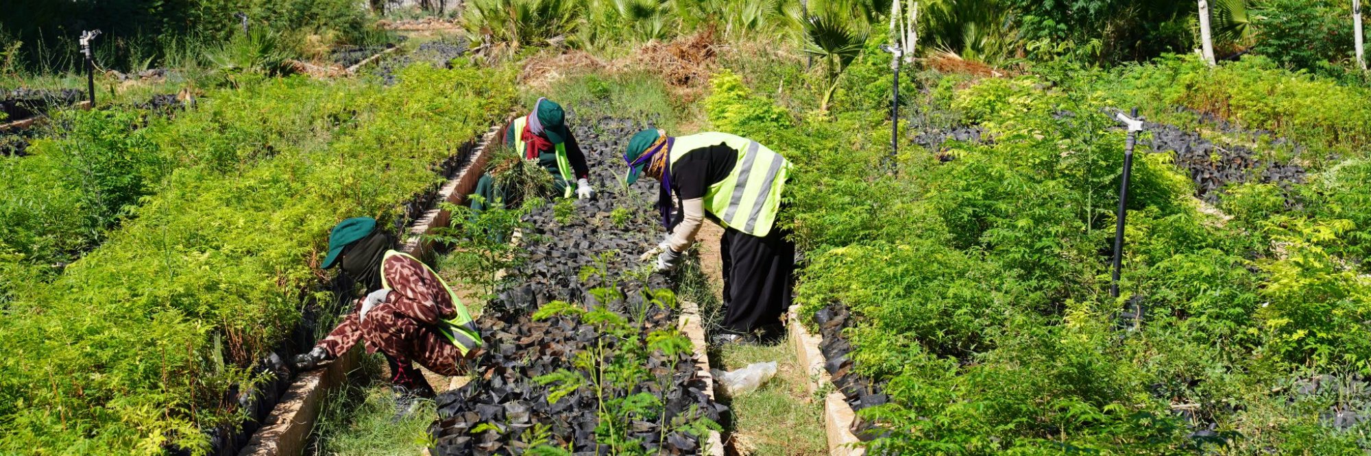 Designing public employment programmes (PEPs)