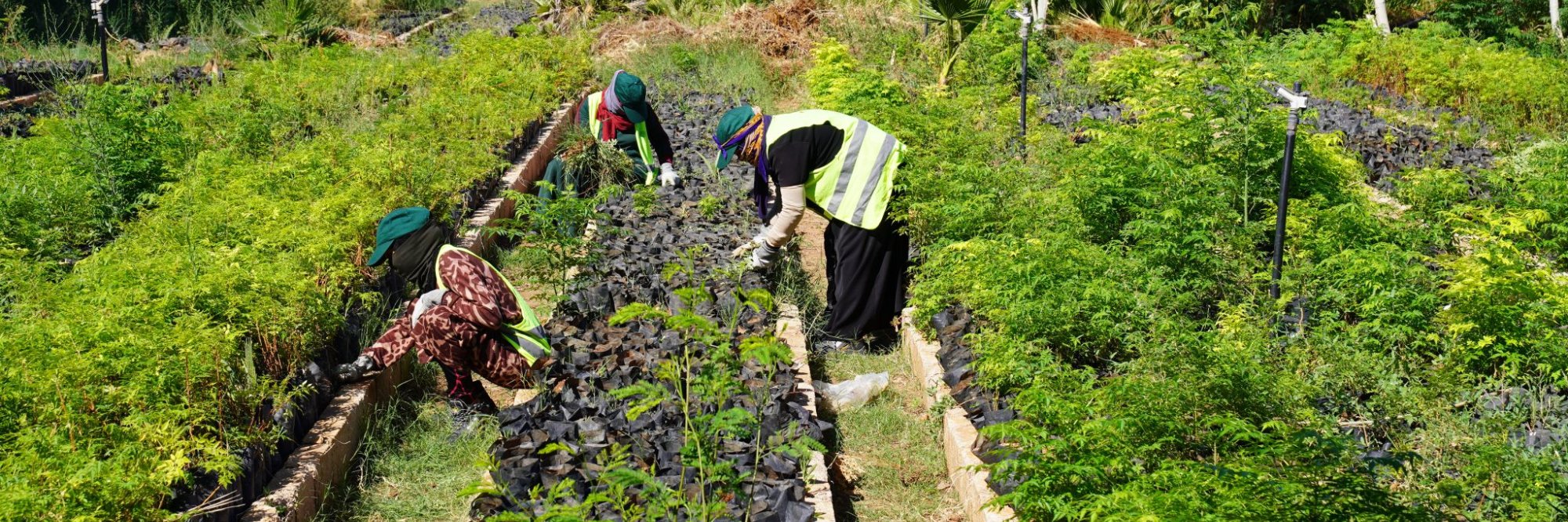 Designing public employment programmes (PEPs)