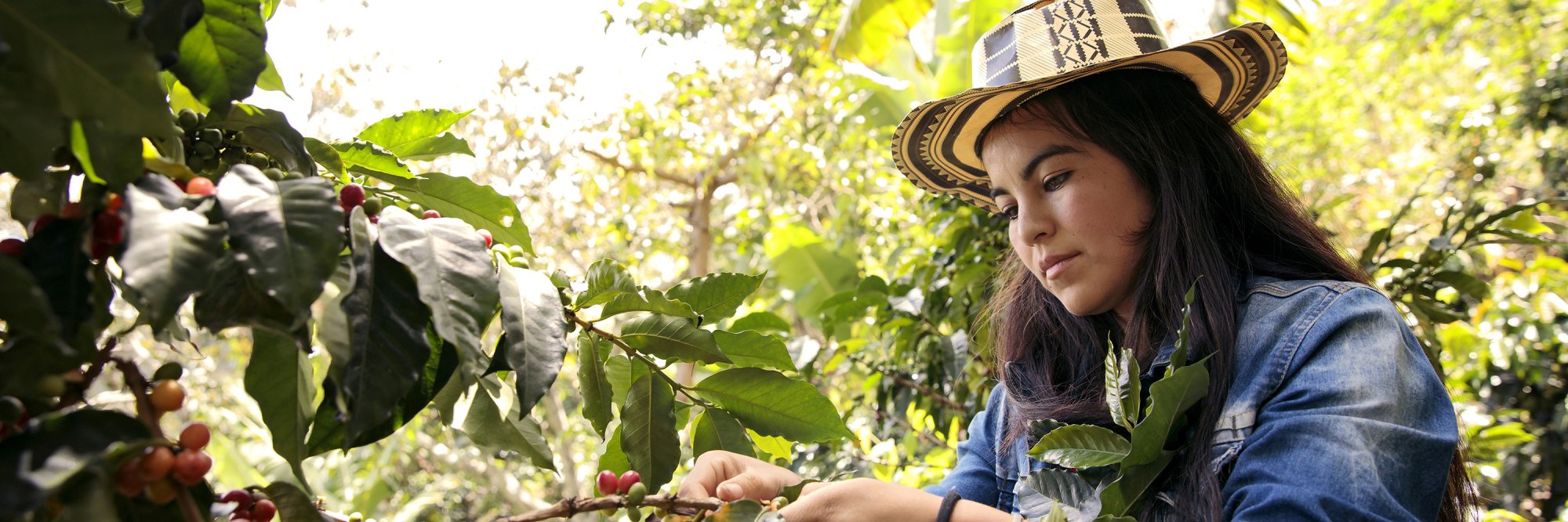 Decent Jobs for Rural Youth