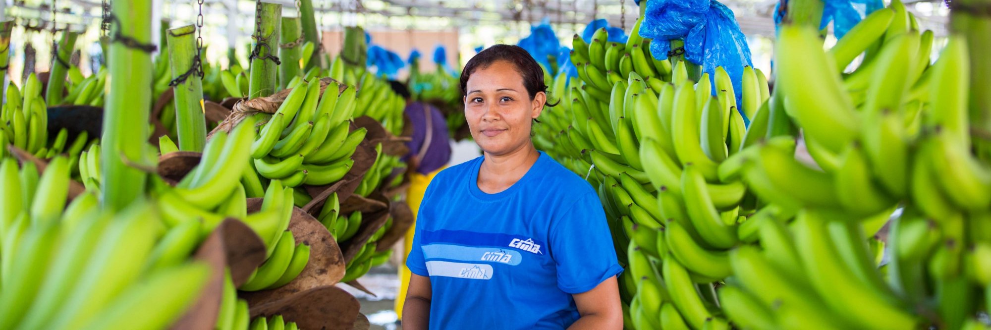 Worker in a banana plantation 