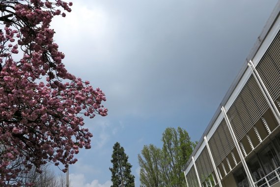 Sky with cherry blossoms