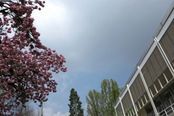 Sky with cherry blossoms