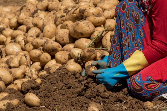 Hands cleaning potatoes