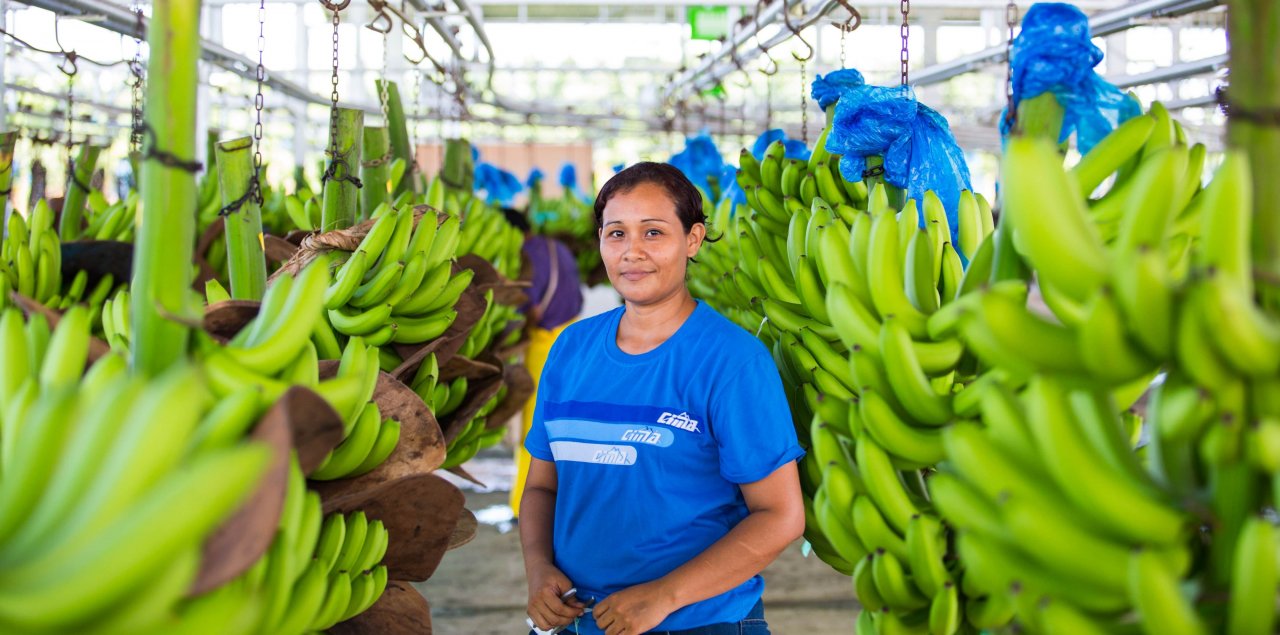 Worker in a banana plantation 